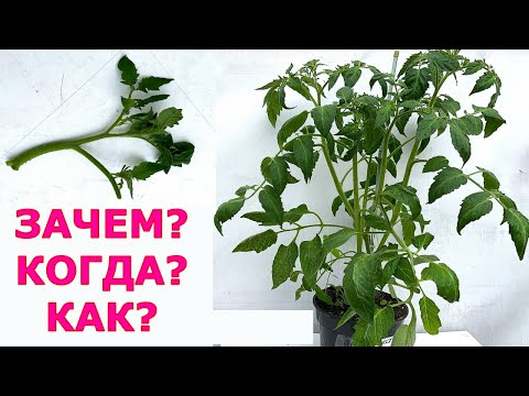 Видео: Обрезка макушки томатов - рабочий метод
