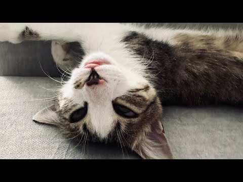 Видео: Funny cat video. Смешные моменты кошечки Ники. 
