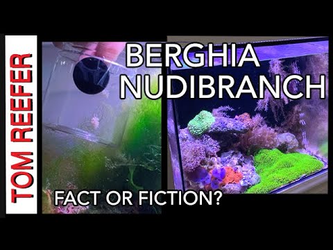 Видео: Рифовый аквариум - Бергия голожаберная (факт или вымысел?) Работают ли они?