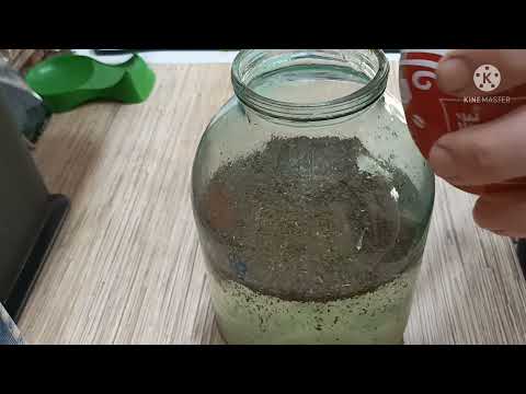 Видео: настойка на Лайме и Мяте просто КЛАСС!!!