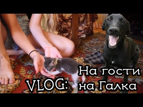 Видео: Vlog: На гости на GalkaPower