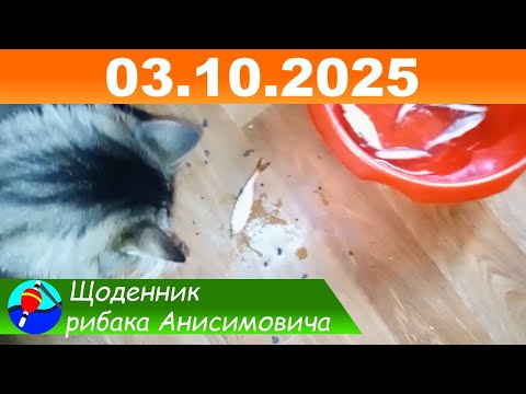 Видео: Рыбное место на реке