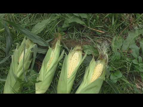 Видео: Кукуруза на целине (глина) 2019 год.