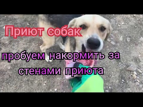 Видео: #приютдлясобак Пробуем накормить вкусняшкой за стенами приюта