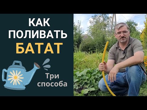 Видео: Как поливать БАТАТ