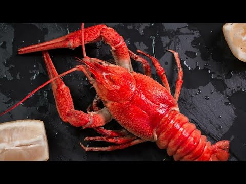 Видео: КАК ЕСТЬ РАКА. ЧТО МОЖНО КУШАТЬ в РАКЕ, а что НЕ НУЖНО. КАК ПРАВИЛЬНО разобрать панцирь.