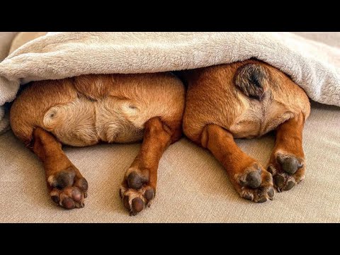 Видео: French Bulldogs Funny Moments & Fails Compilation #29 французский бульдог приколы