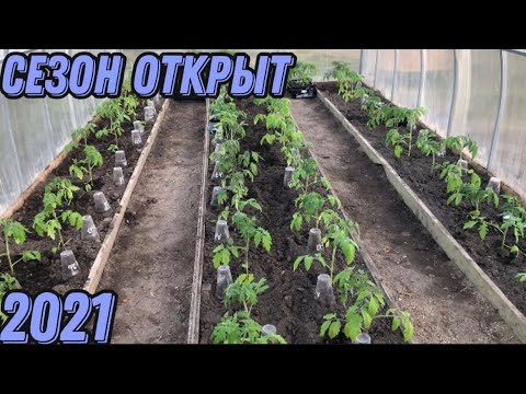 Видео: Что класть в лунку при посадки томатов. Полная версия посадки томатов.