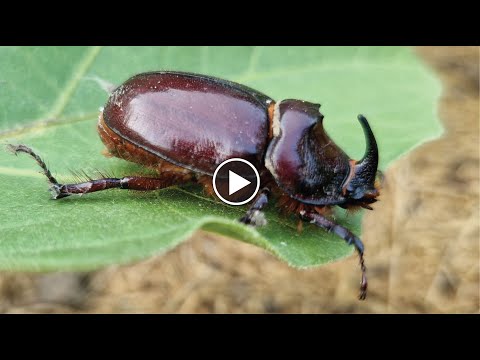 Видео: European rhinoceros beetle 🐞 Жук-носоріг європейський🐝 (Oryctes nasicornis)