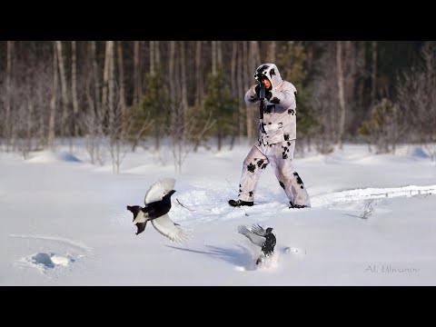 Видео: Зимняя охота на тетерева на лунках. A Winter Black Grouse Hunt