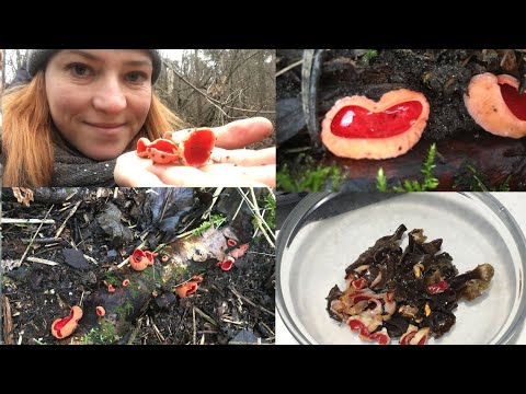 Видео: Как очистить и приготовить Саркосцифу Sarcoscypha