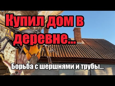 Видео: Купил дом в деревне… Борьба с шершнями!