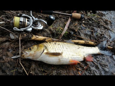 Видео: Жерех, язь, голавль. Отменный клев белого хищника. НААШИ ловят!