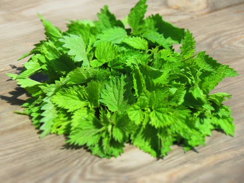 Видео: САЛАТ ИЗ КРАПИВЫ И МНОГО ЗЕЛЕНИ.Это Так ВКУСНО!!!!