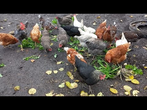 Видео: ПРАЦЮЄМО І ПО ДОЩУ.ПРО ГІПЕАСТРУМИ.