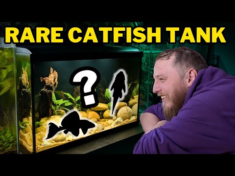 Видео: Создаём аквариум для очень редких плеко! (Будущий проект по разведению)