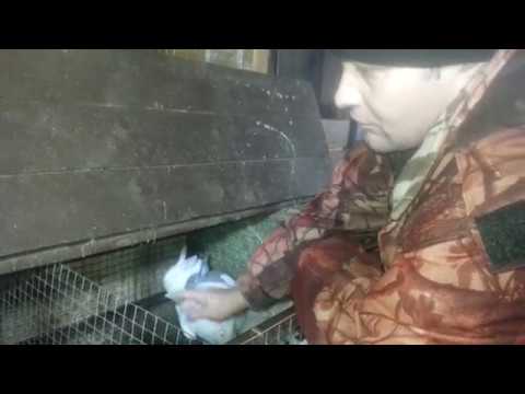 Видео: ОТСАДКА КРОЛЬЧИХ, ДОЛЖЕН ЗНАТЬ КАЖДЫЙ КРОЛИКОВОД!