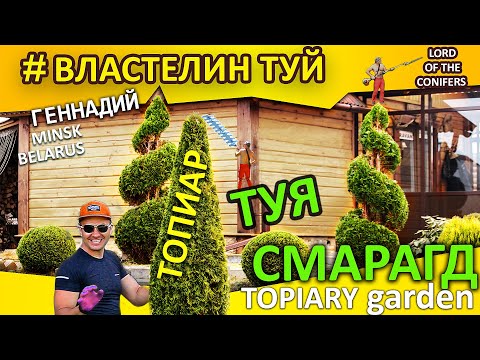 Видео: СТРИЖКА ТУИ ВОВРЕМЯ. Смарагд Спираль #Топиар.@ВЛАСТЕЛИН ТУЙ СтрижкаТуиМинск. #Ландшафт.ТуяАуреа Нана
