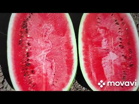 Видео: Самое быстрое проращивание семян Арбузов за 2 дня!!!