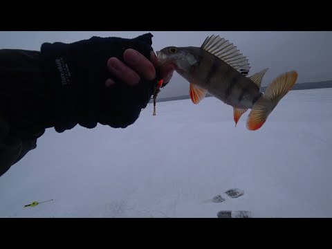 Видео: на силикон зимой. Окунь. Ушково. 10.01.24.