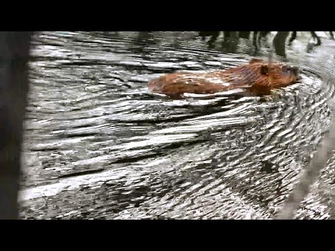 Видео: По дамбе с лопатой