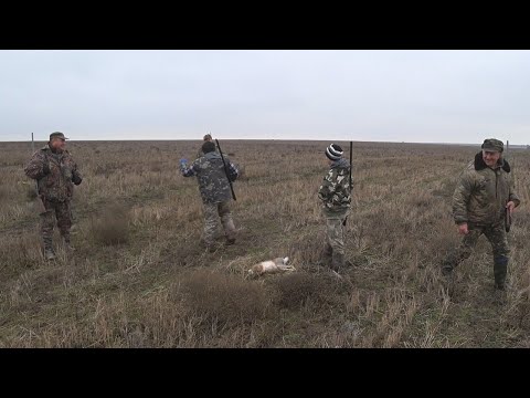 Видео: Коллективная охота на зайца. Взяли 9 зайцев на одном участке!!! Collective hunting for a hare.