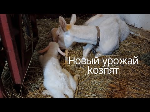 Видео: Окот зааненской козы / Секреты козоводов