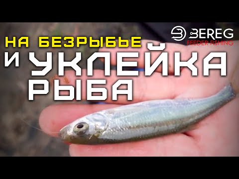 Видео: На безРЫБьЕ и уклейка РЫБА. Как ловить маятниковым забросом .