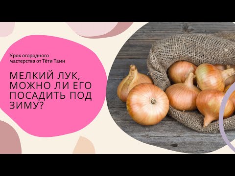 Видео: 611. Нынешний лук родился мелкий. Можно ли его посадить под зиму?