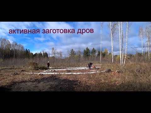 Видео: заготовка дров новый сезон 2025
