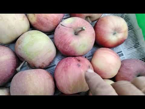 Видео: Яблуня фуджі кіку8, фуджі бені шогун.