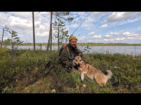 Видео: На ВЕЗДЕХОДЕ в тайгу. РЫБАЛКА С СОБАКОЙ НА ТАЁЖНОЙ РЕКЕ. РЫБАЛКА В ЗАПОВЕДНОЙ КАРЕЛИИ.