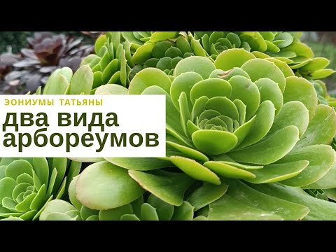 Видео: №226 Два вида зеленых арборуемов