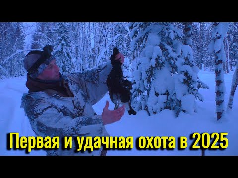 Видео: Первая и удачная охота в 2025 году. Охота на тетерева на лунках. Охота в Коми.