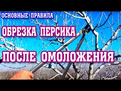 Видео: ОБРЕЗКА ПЕРСИКА!!! Первый год после омоложения/pruning a peach after rejuvenation