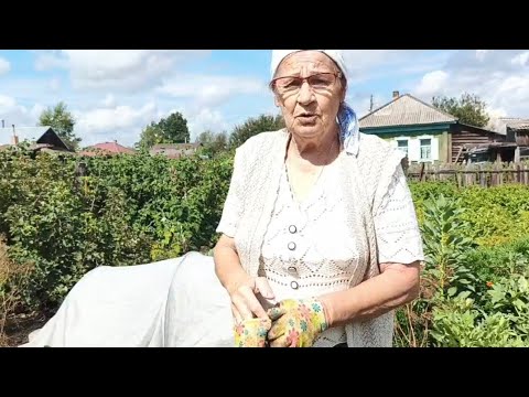 Видео: 9 сентября 2025 г. Огородные заботы