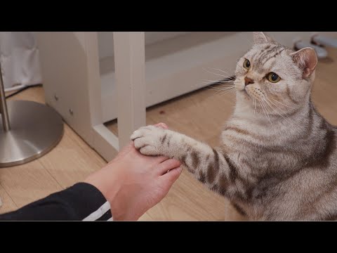 Видео: Кошка будет продолжать ставить ноги на мои ноги?