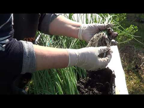 Видео: ПОДГОТОВКА РАССАДЫ ЛУКА ЭКСИБИШЕН К ПОСАДКЕ