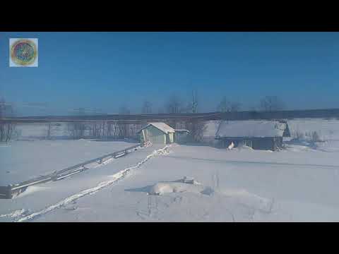 Видео: Как вам погода, природа и Лиса за окном?