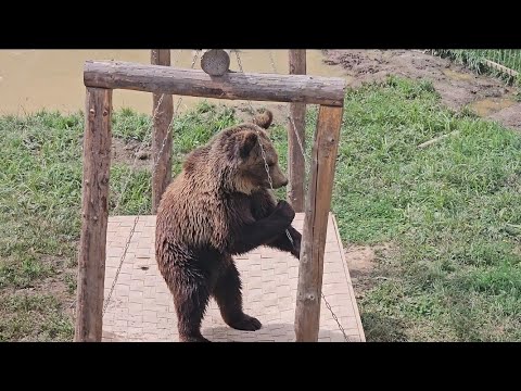 Видео: Мишка Пряник развлекает посетителей. ПАРК ЗЕМЛЯ ПРАЙДА 🌿