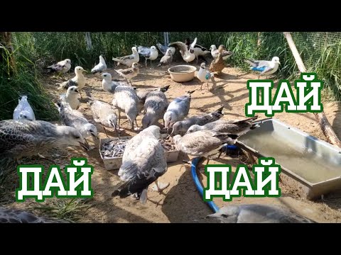 Видео: Арбуз или жизнь!