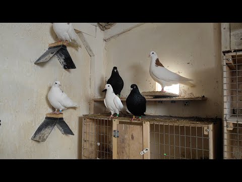 Видео: Кто их разберёт, этих голубей.