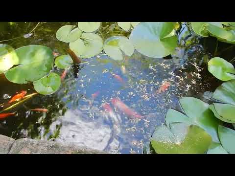 Видео: 1е сентября и новый друг.