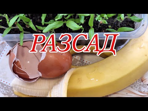 Видео: 6 Рассада – три секрета сильной и здоровой рассады