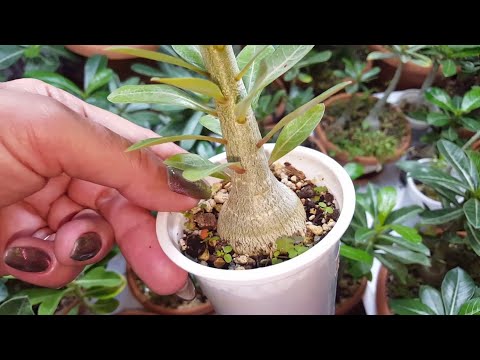 Видео: Как поживают сеянцы Адениумов  По многочисленным просьбам :)