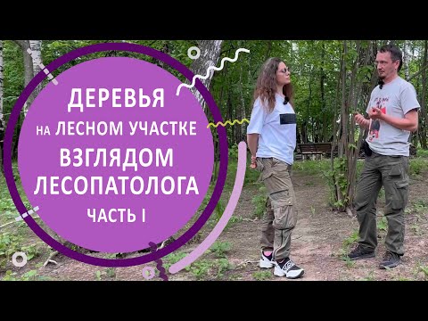 Видео: Лесной участок. Обследование состояния деревьев. Часть 1