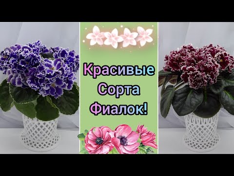 Видео: Очень красивые фиалки с названием сорта из моей коллекции!