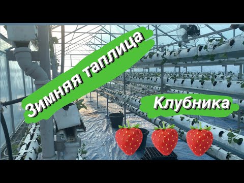 Видео: Зимняя теплица. Клубника