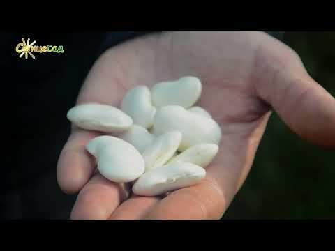 Видео: Квасоля: відповіді на найпоширеніші питання. Купити насіння квасолі Стрийський Ясь!