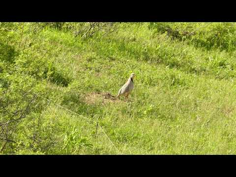 Видео: Шикори КАБК 2024 #кеклик